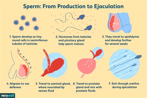 How to Distinguish Between Female Ejaculate and a Regular